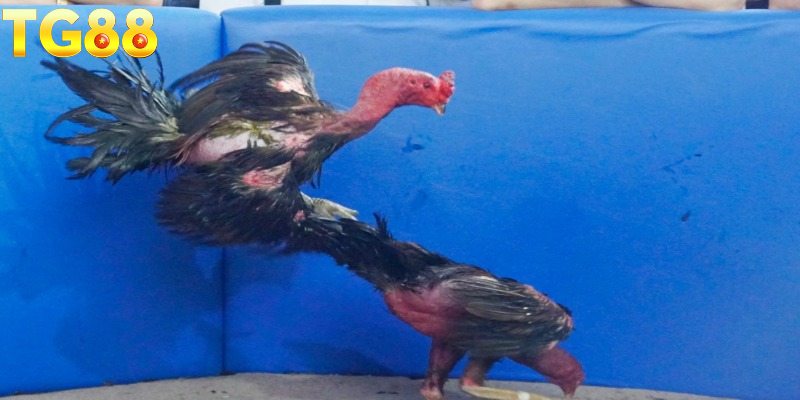 Bí quyết nhận diện dị tướng linh kê hiếm cho tân thủ