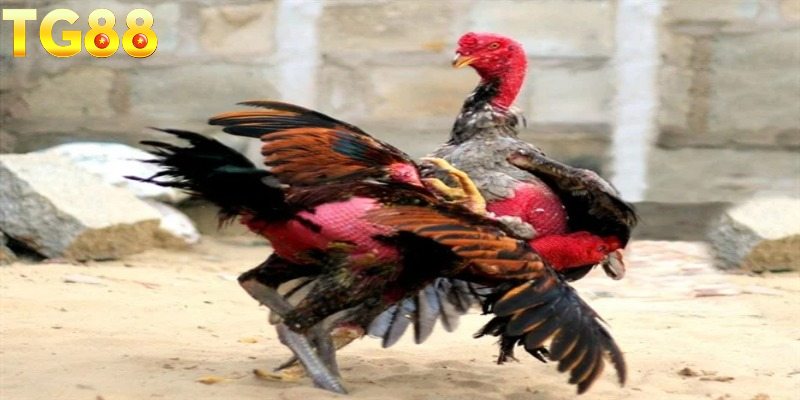 Các dị tướng linh kê quý hiếm cùng những giá trị đặc biệt