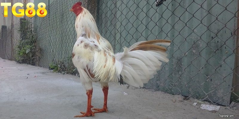 Cách phân biệt gà Asil Mỹ chính xác nhất cho người chơi