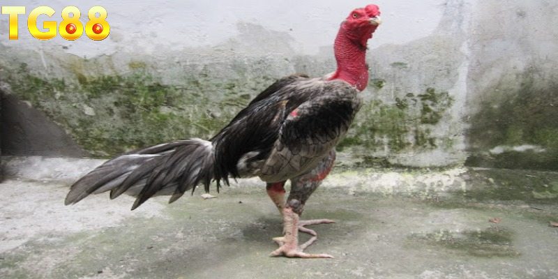 Dấu hiệu quan trọng để phân biệt chiến kê đòn chất lượng cao.