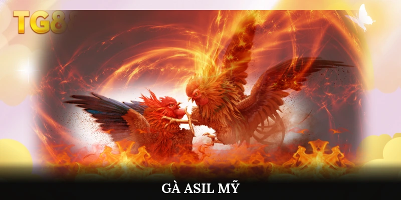 Gà Asil Mỹ