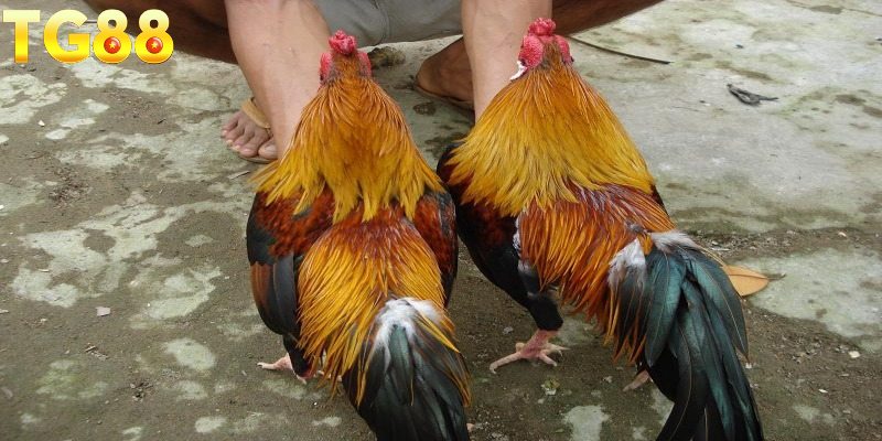 Khái quát vài nét về dị tướng linh kê hiếm gặp