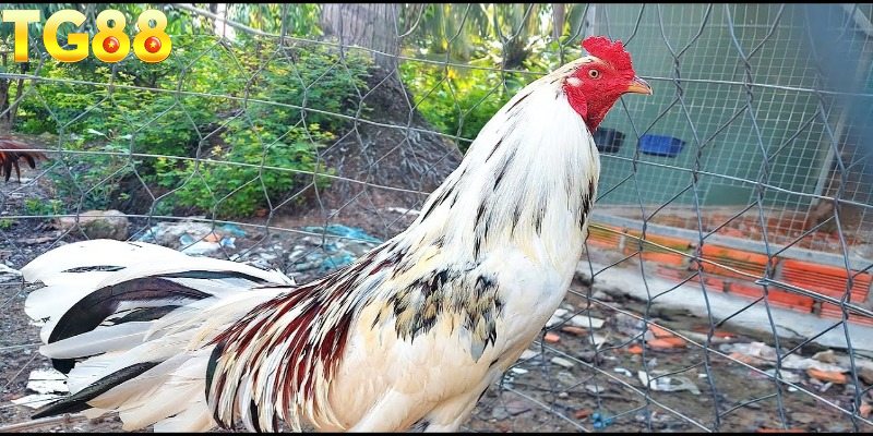 Tổng quan sơ lược về gà Asil Mỹ