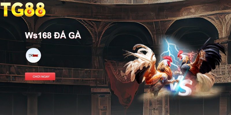 Tổng quan sơ lược về sảnh đá gà TG88